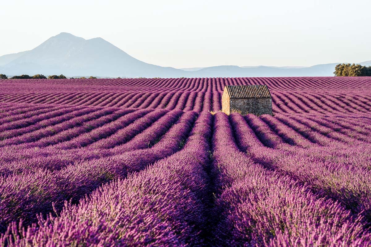 Lavender and south-leaning trees: Provence